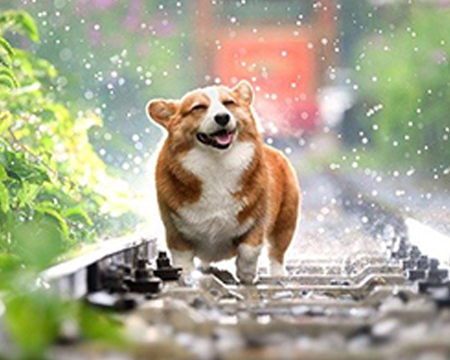 狗狗社交焦虑的成因?