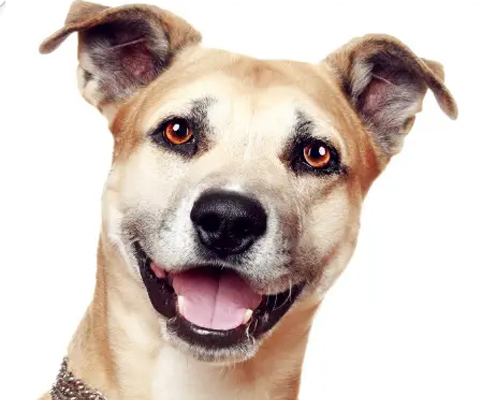 狗狗一些动作的含义