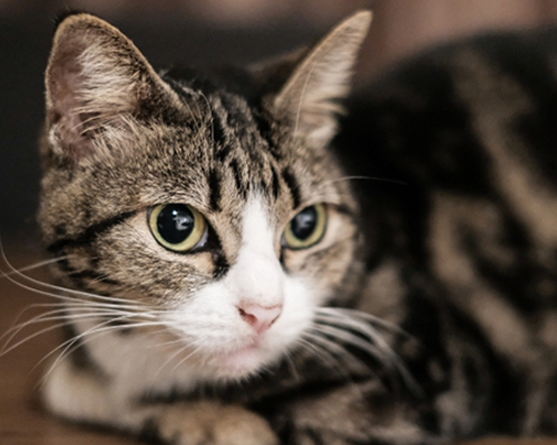 猫咪喜欢什么样的生活环境