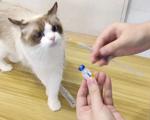 猫咪多久一次打一次疫苗