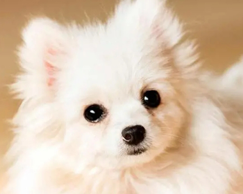 养狗要注意什么